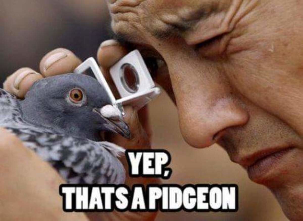 Лицо голубя Мем