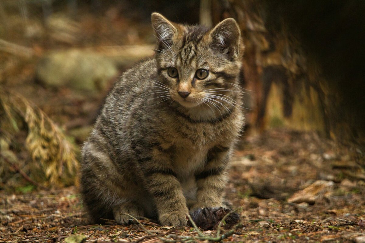 Кавказская Лесная кошка Felis Silvestris Caucasica