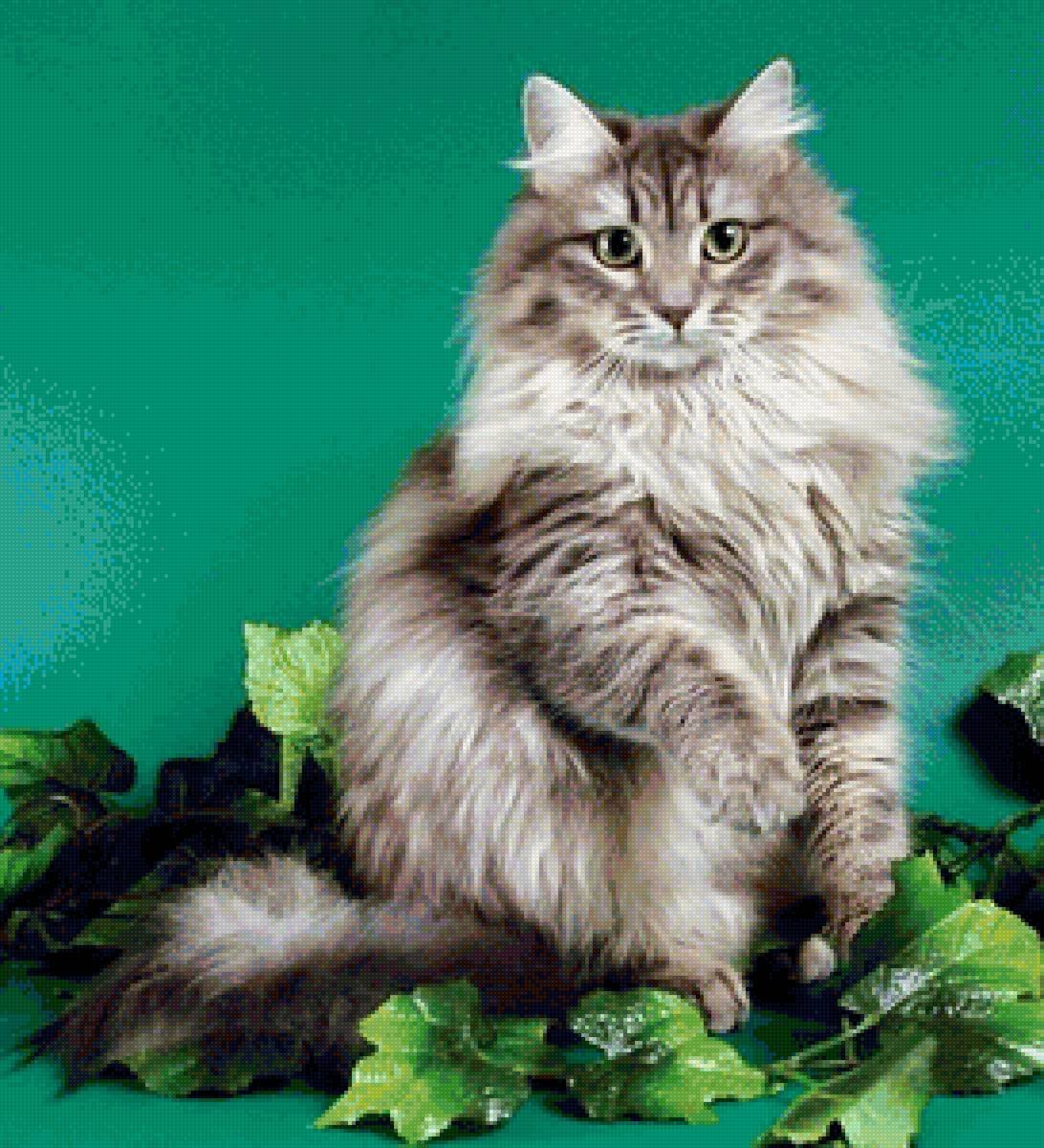 Персидская Лесная кошка