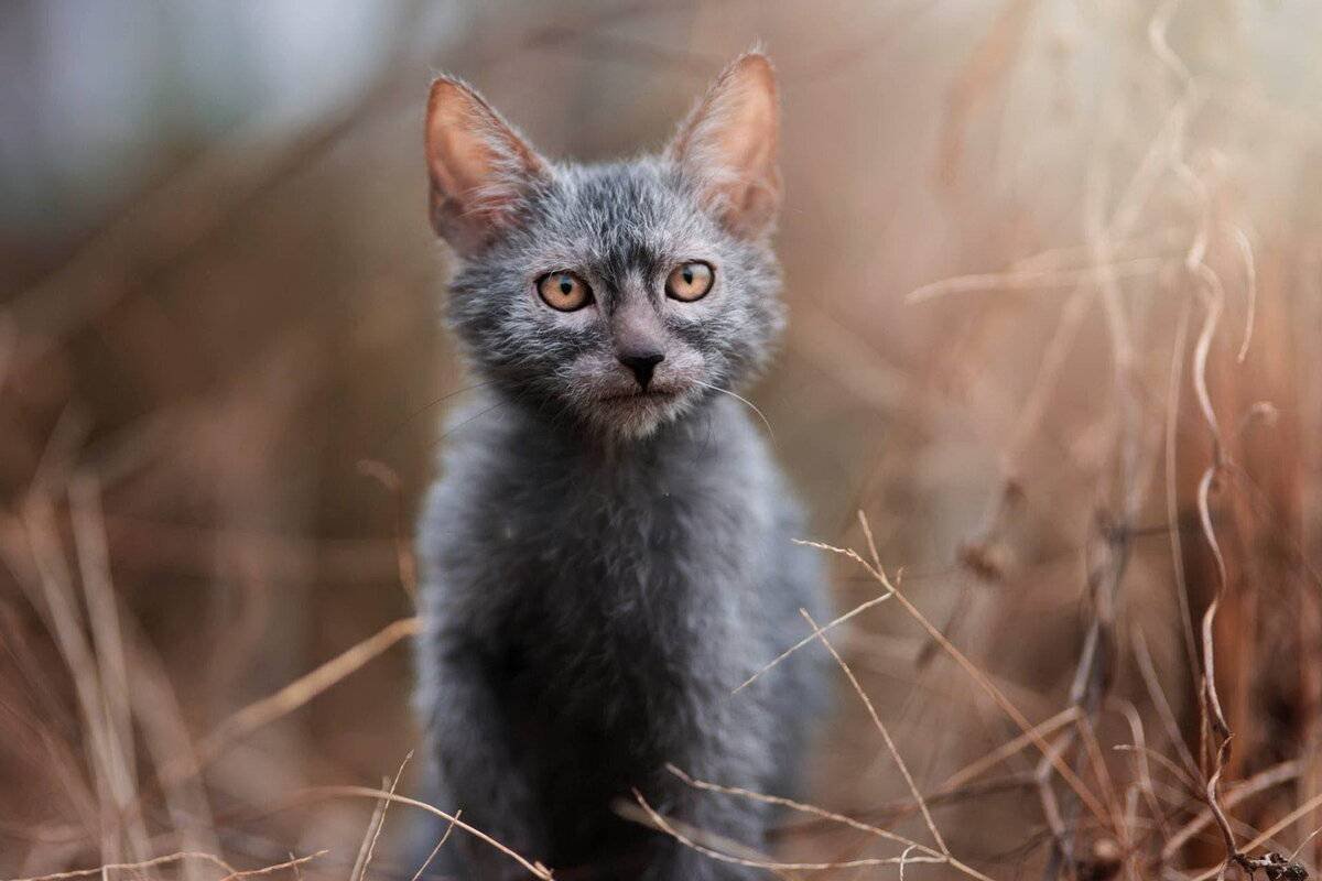 Британская Кьяра