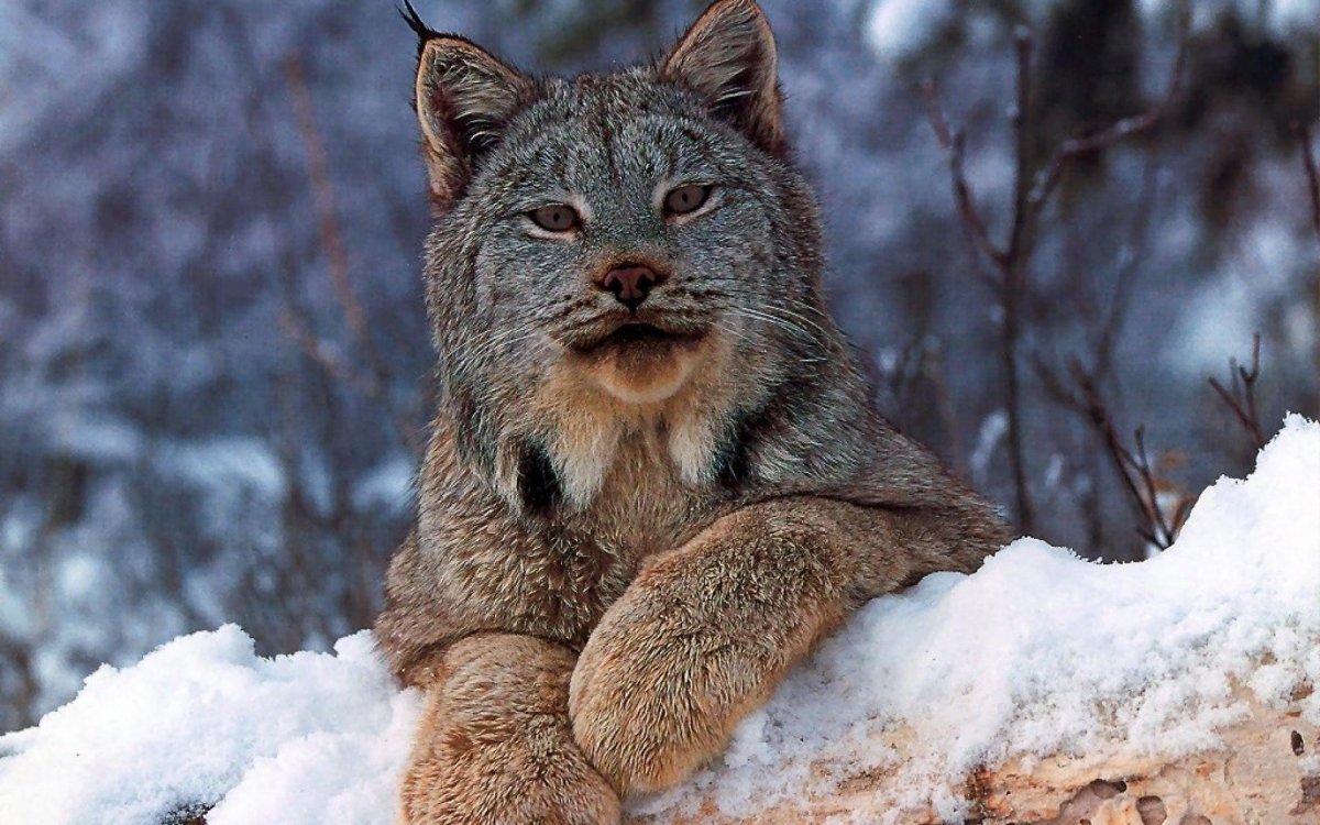 Уральская кошка