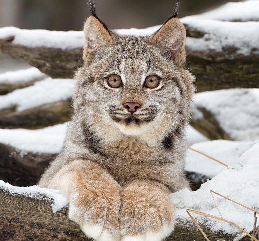 Лесной кот Манул