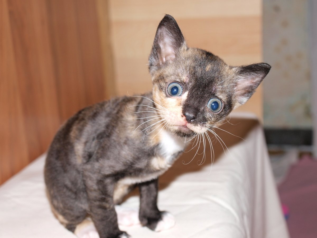 Мартовский кот демотиватор