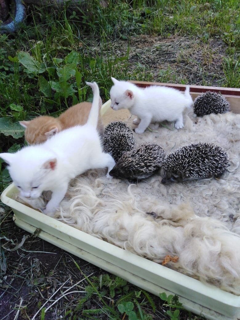 Рысь с голубыми глазами