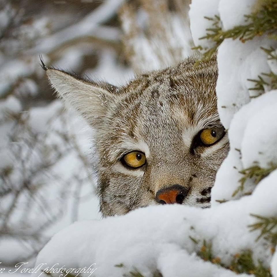 Тибетский Манул