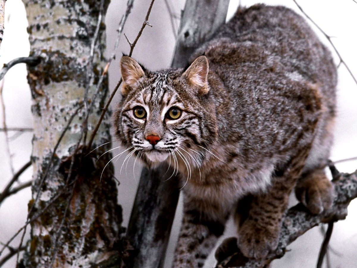 Рысь в снегу