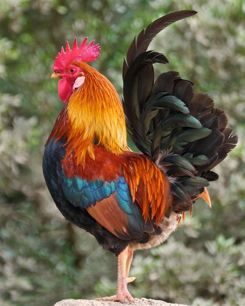 Красивый петух