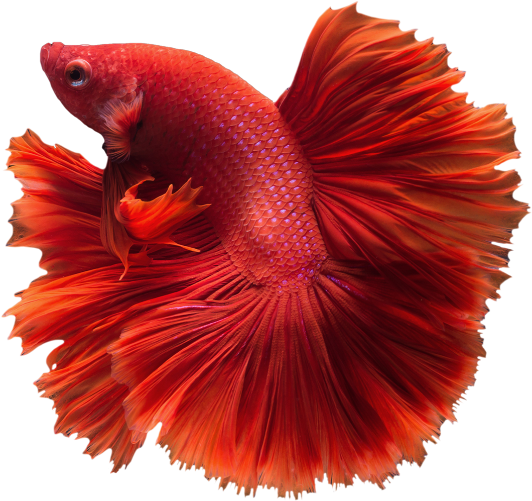 Red Betta Fish