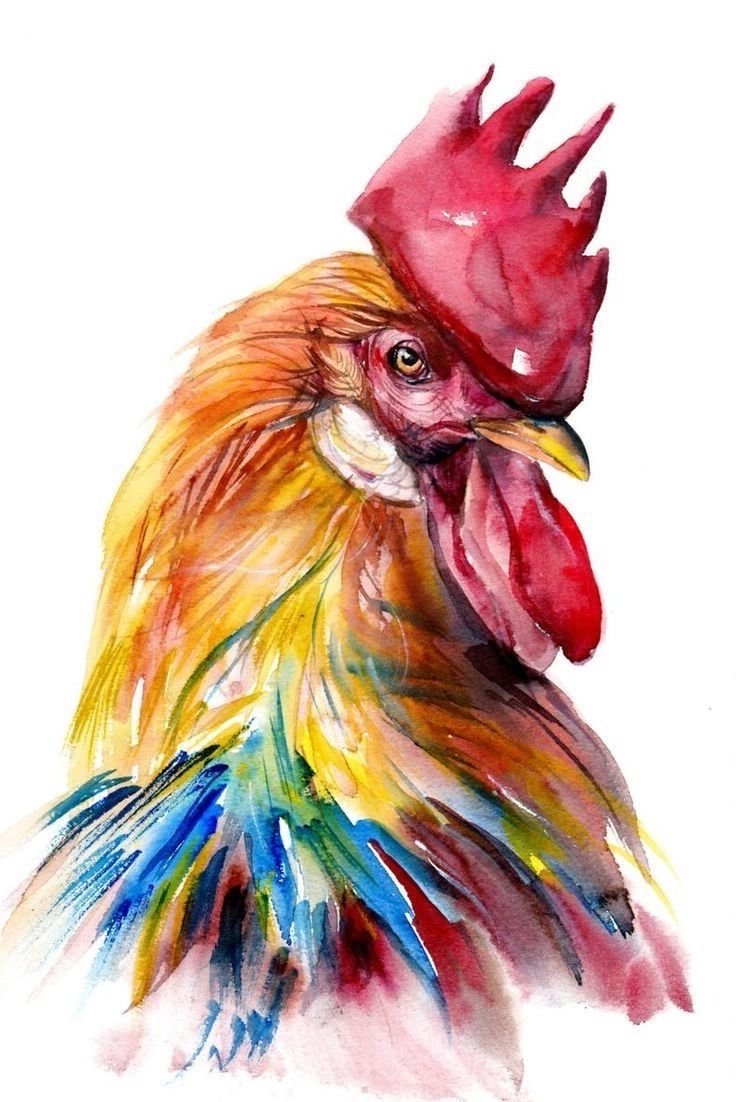 Петух акварелью