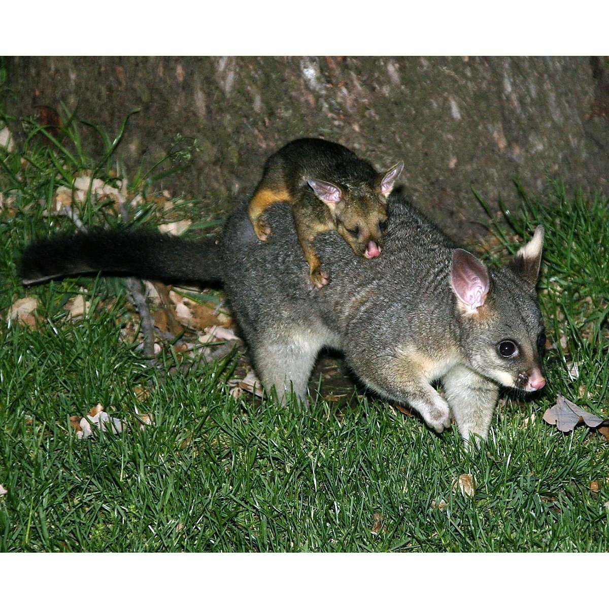 Семейство Гиеновые Земляной волк