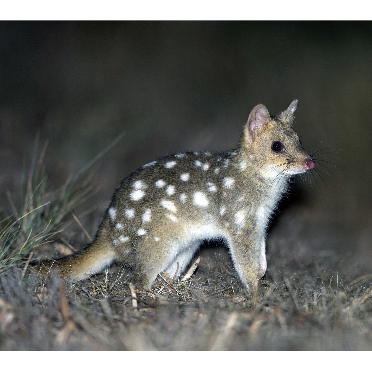 Соневидный поссум