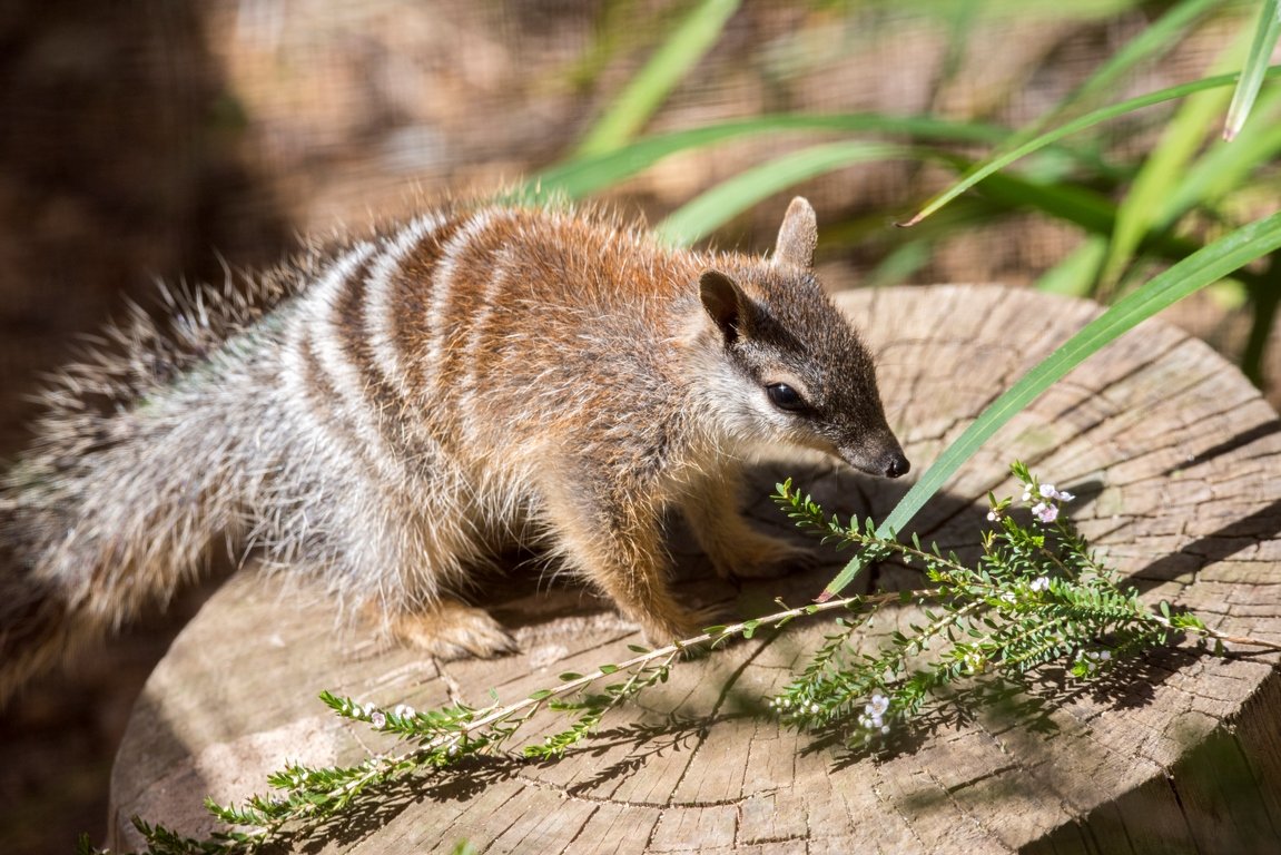 Сумчатый муравьед Австралии
