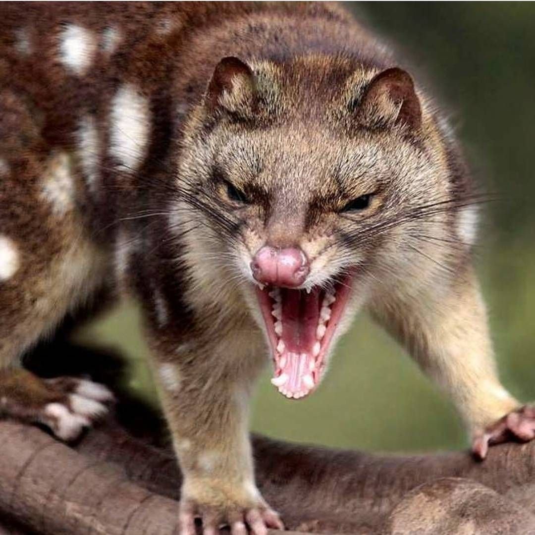 Сумчатый кускус