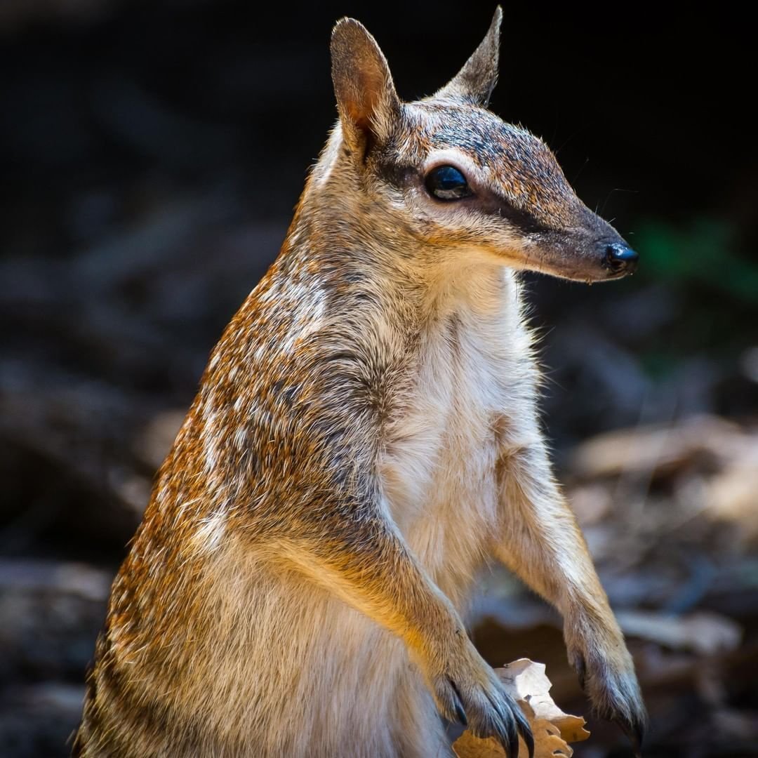 Сумчатая лисица