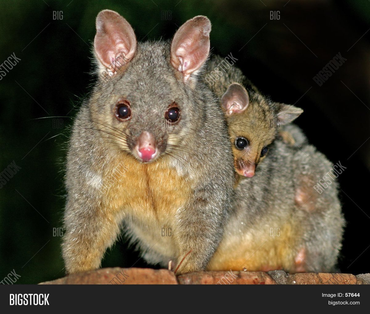 Сумчатая лисица