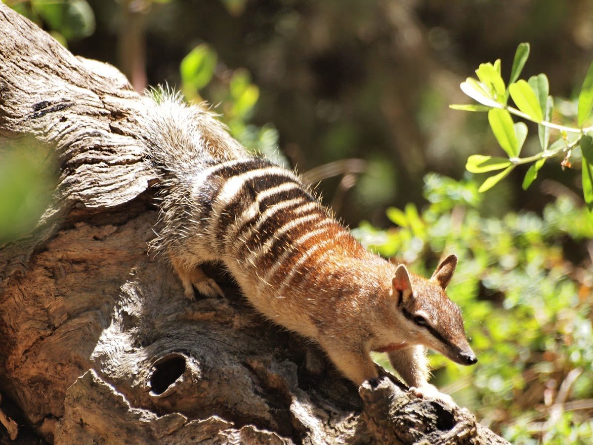 Сумчатый поссум кузу