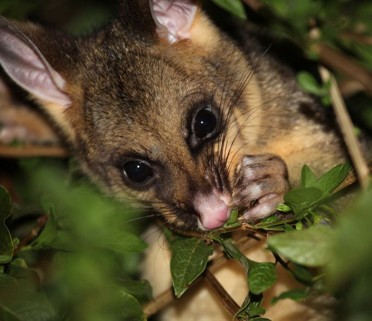 Сумчатая куница