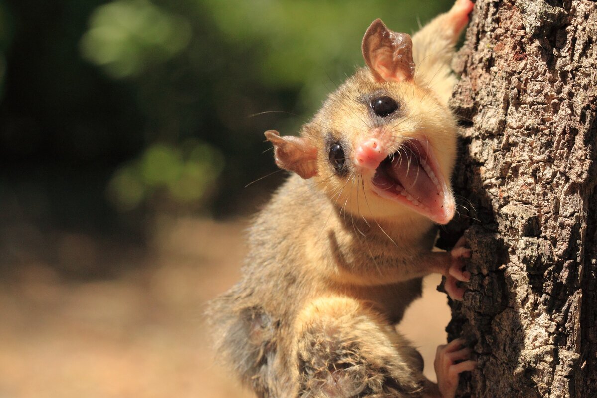 Пустынная лиса Египет