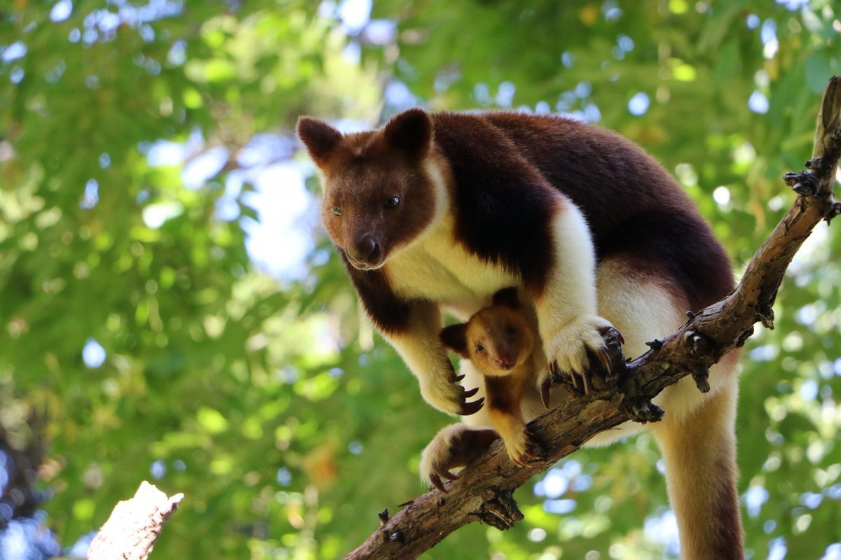 Лисовидный поссум щеткохвост