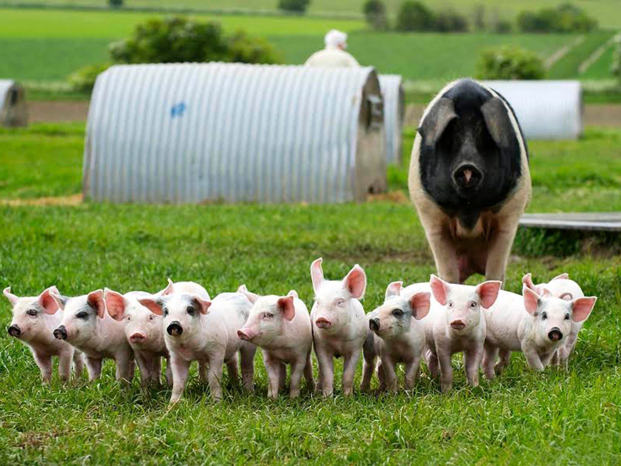Свиньи на участке. Сельское хозяйство Германии поголовье свиней. Свиноводческая ферма в Германии. Свиньи на ферме.