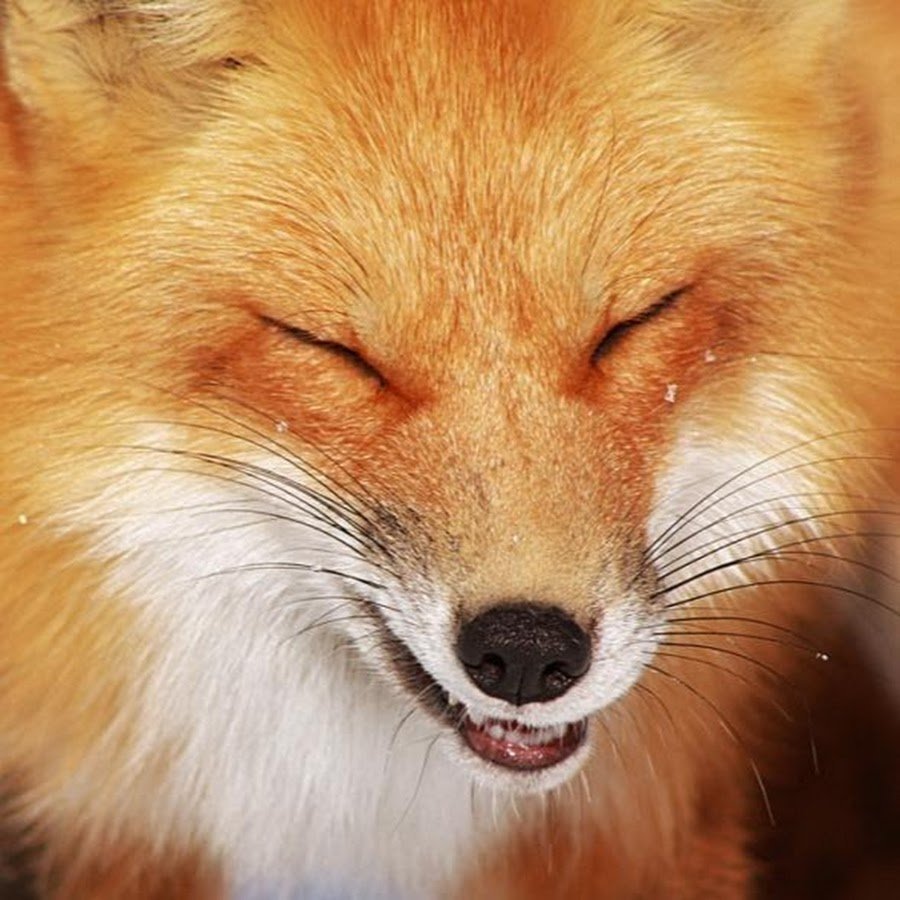 Лисичка Патрикеевна Полярная