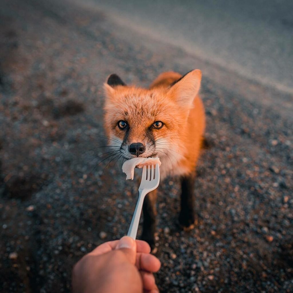 Смешной Лисенок