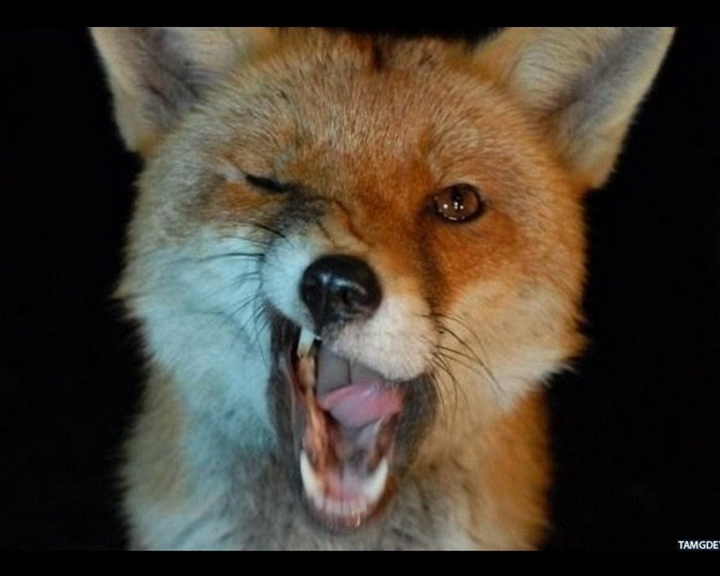 Дерзкая лиса