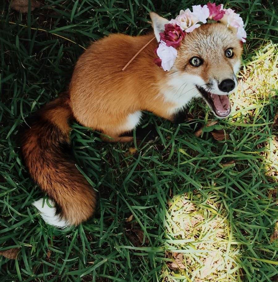 Лиса с веником на голове