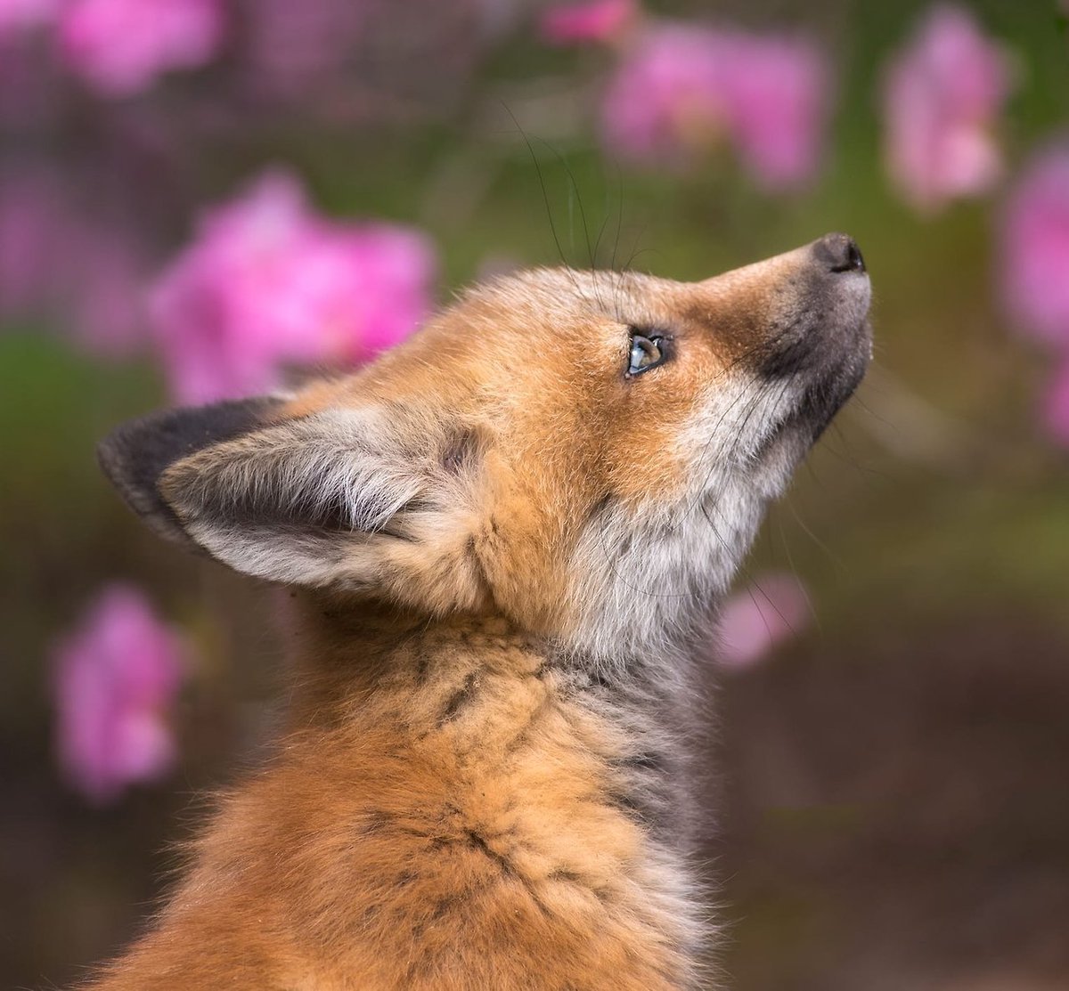 Розовая лиса