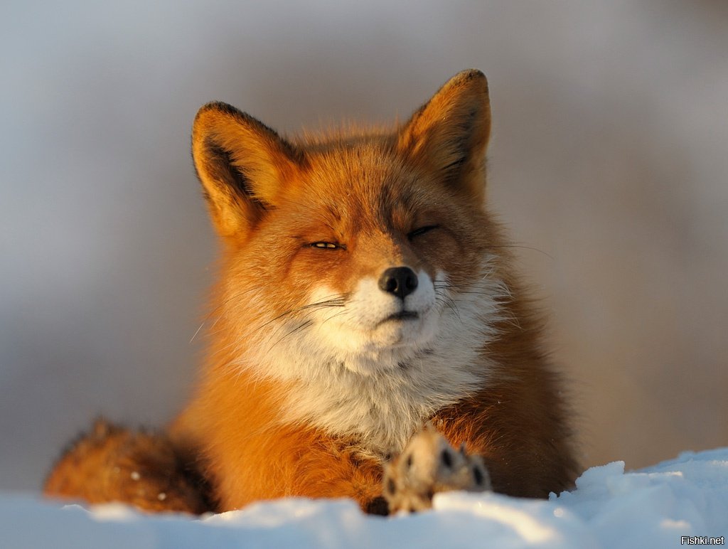 Хитрая лиса