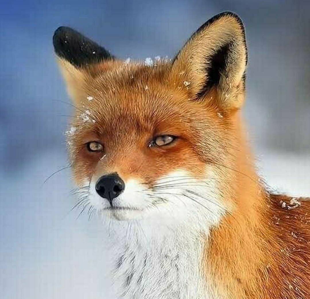 Хитрая лиса