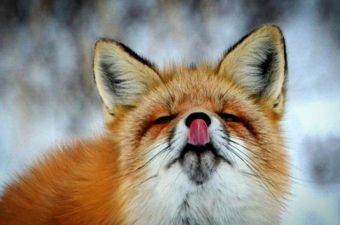 Лиса, Лисонька, Лисичка, Лисий