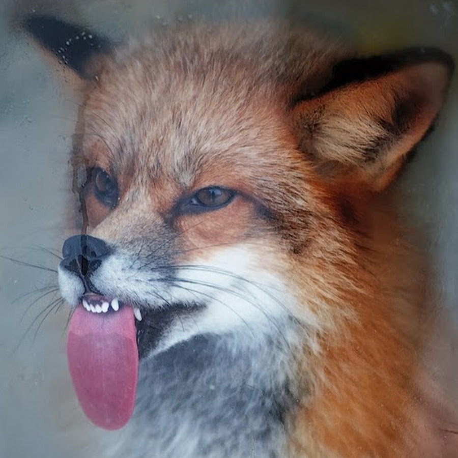 Лиса облизывается