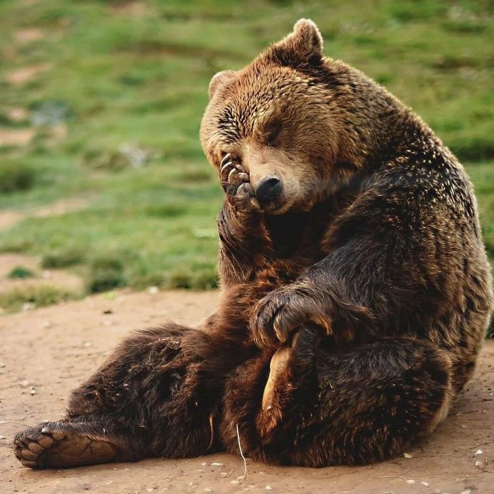 Смешной медведь