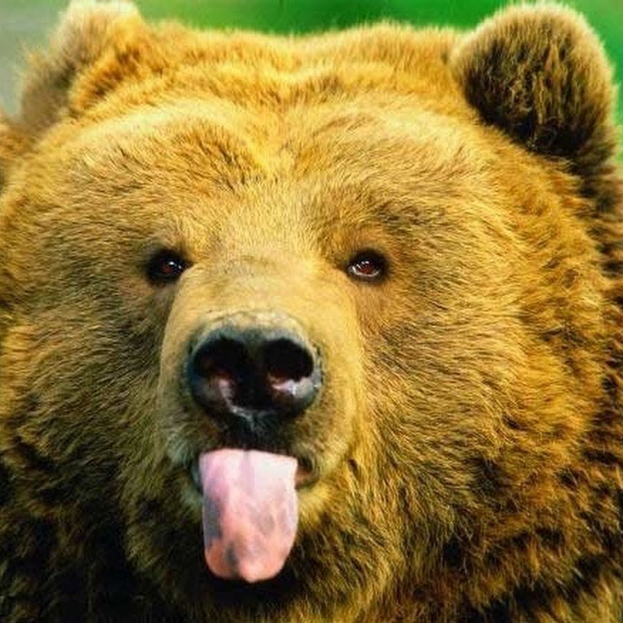 Медведь даун