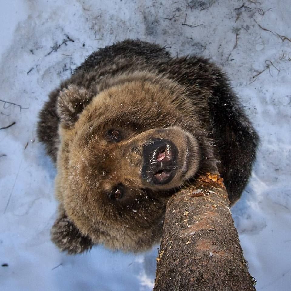 День медведя картинки прикольные