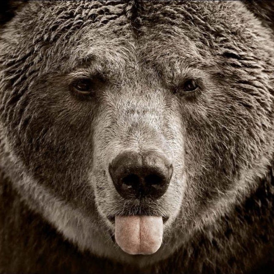 Семья медведи смешные