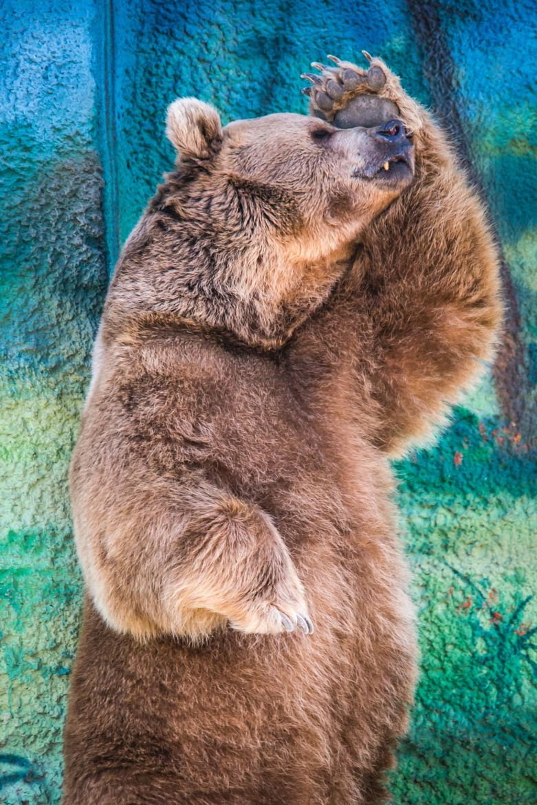 Смешной медведь