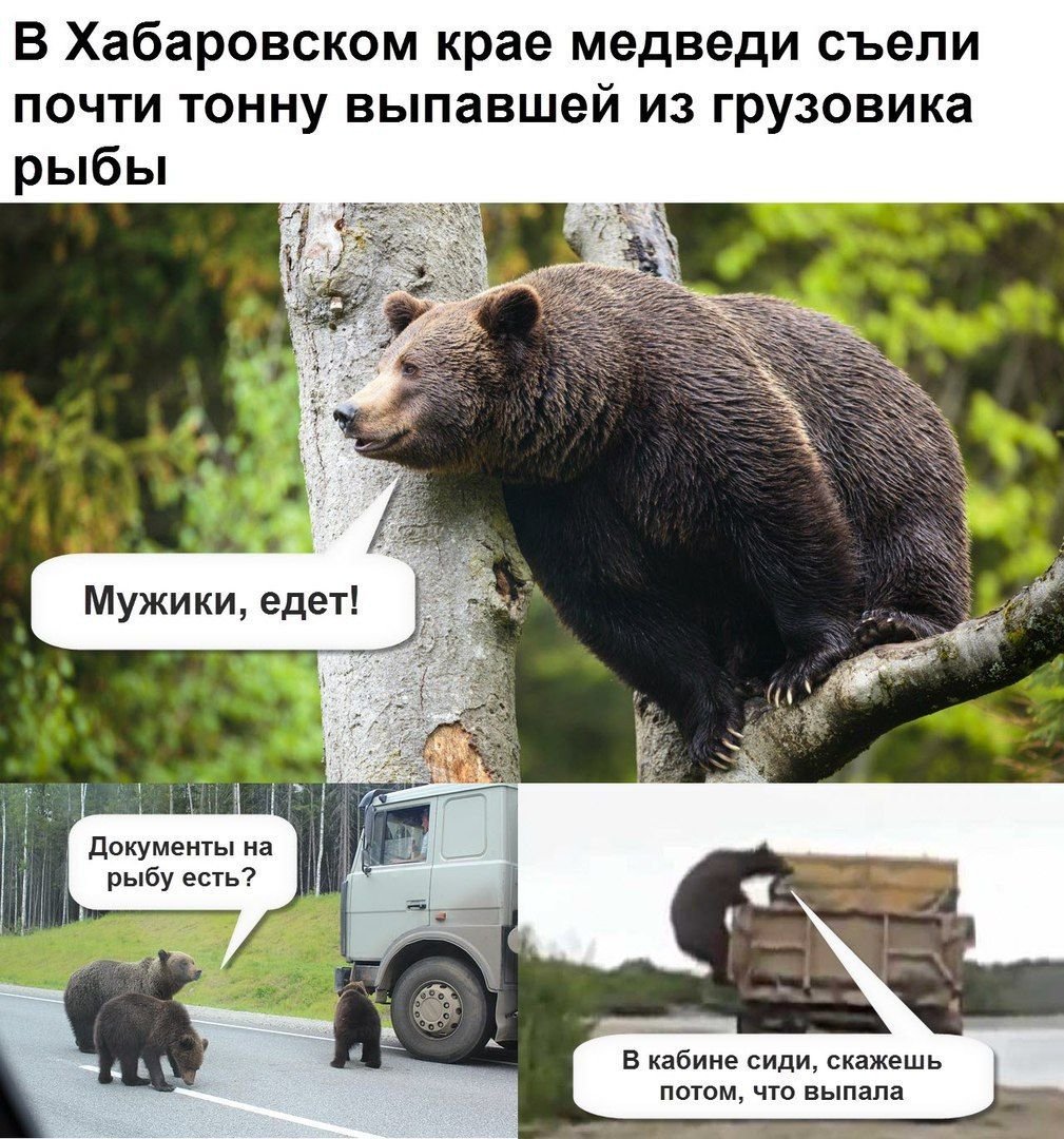 Медведь Гризли