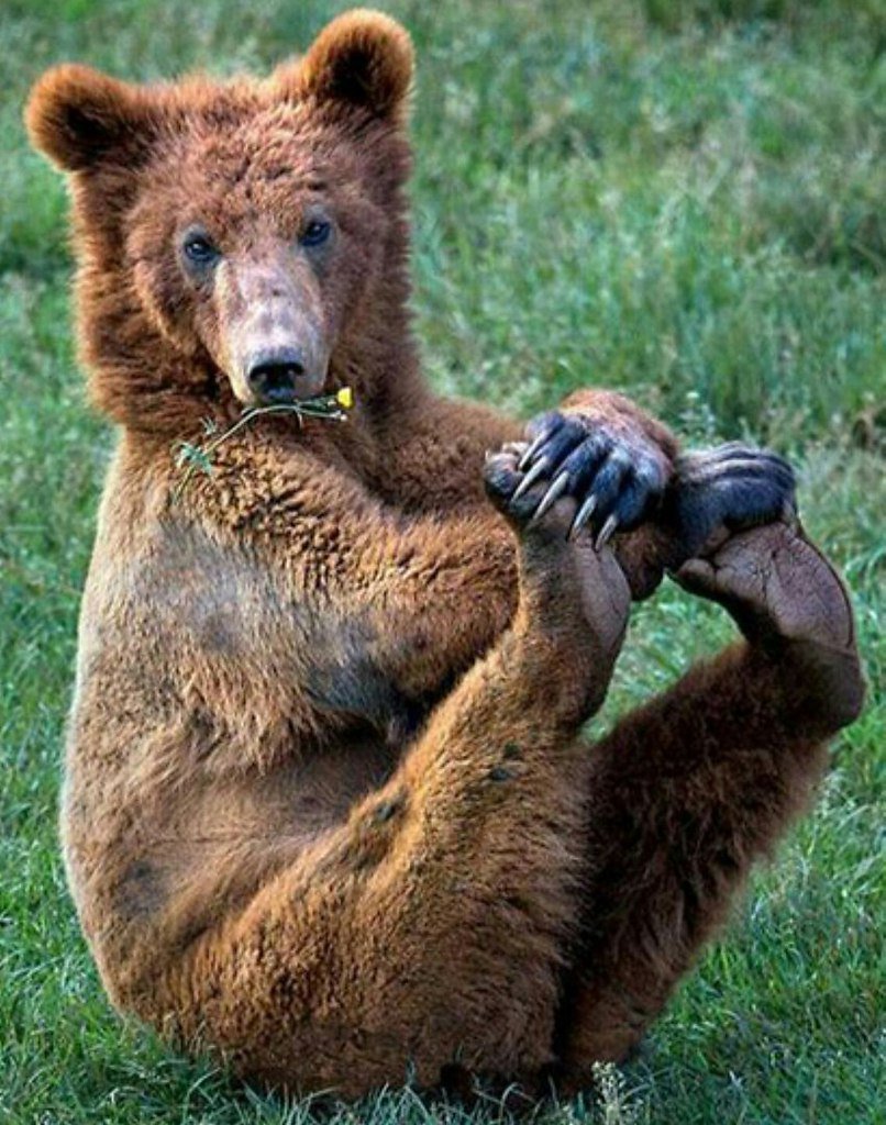 Белый медведь