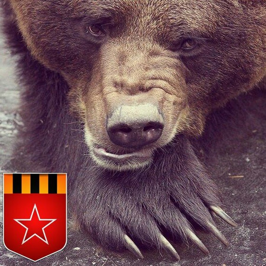 Радостный медведь