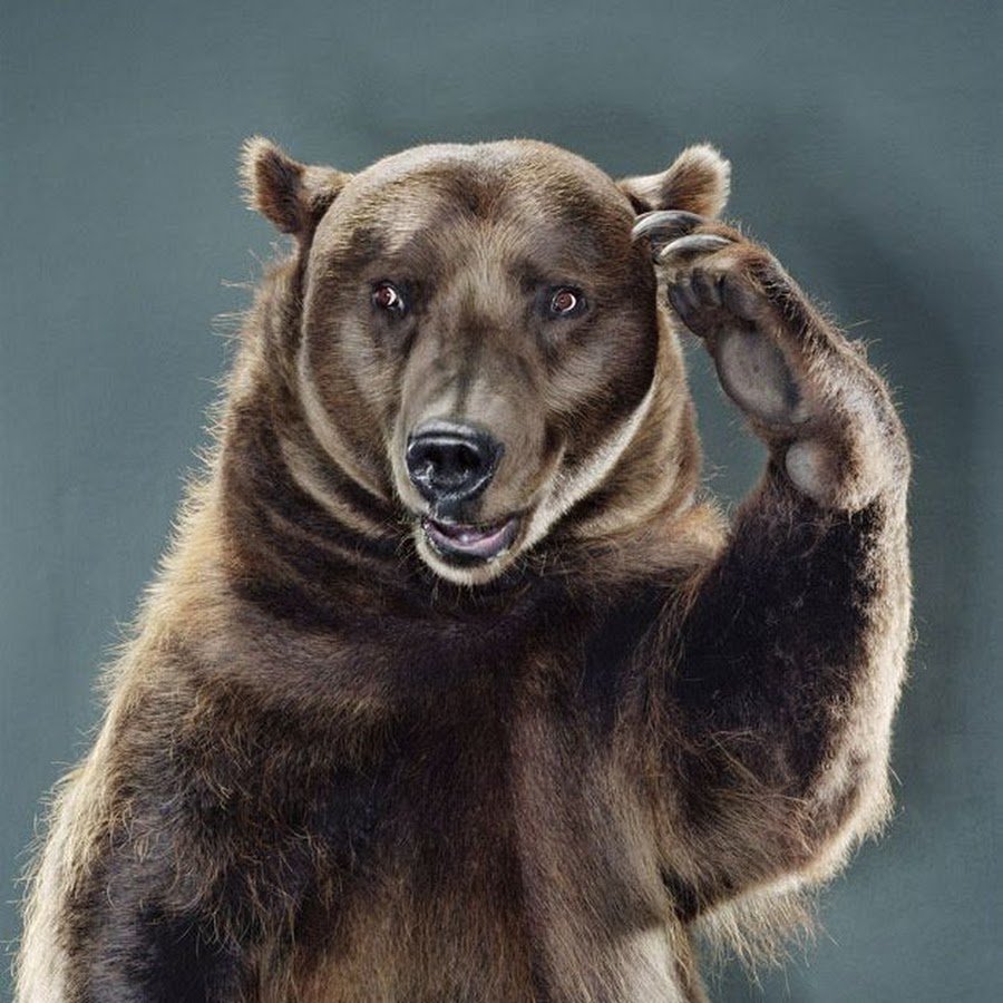 Медведь на аву