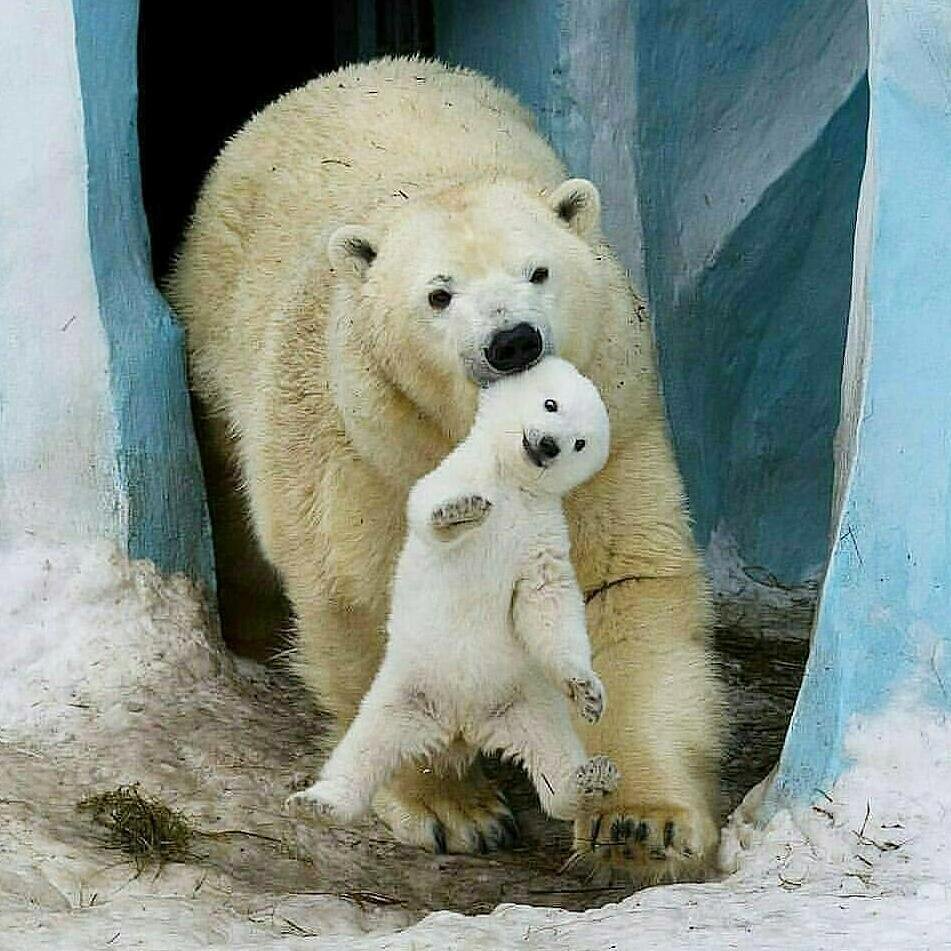 Косолапый медведь смешной