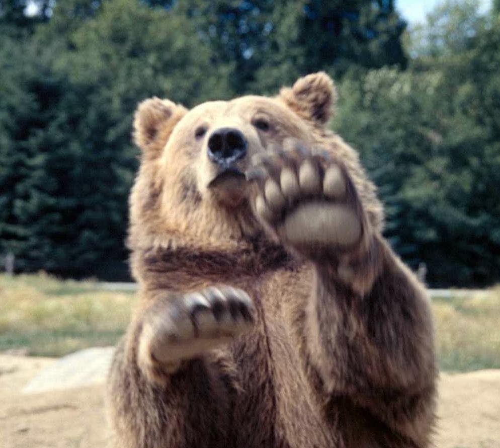 Милый медведь мультяшный