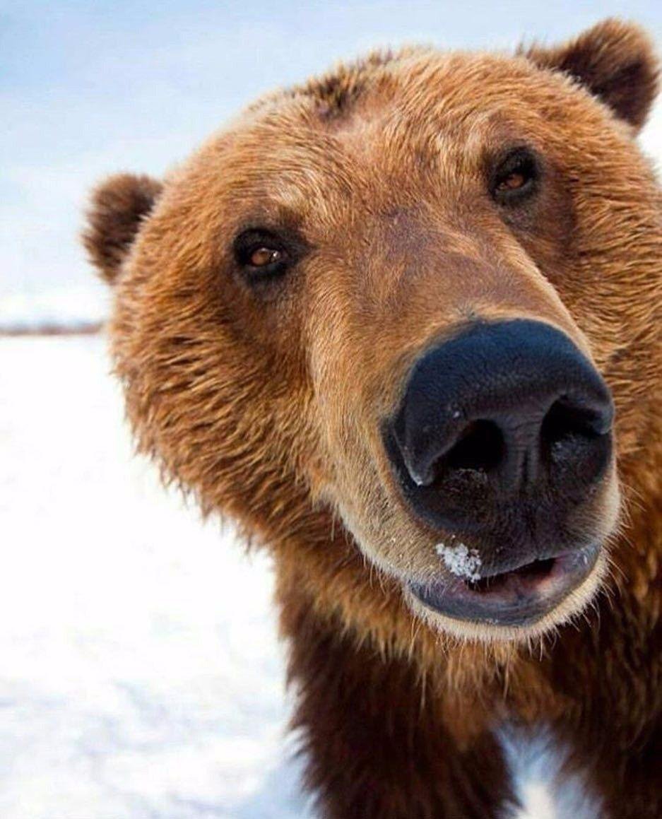 Медведь Гризли улыбается