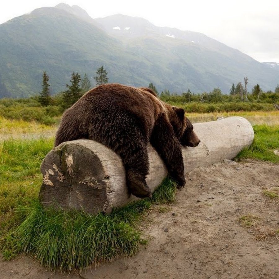 Медведь спит на бревне