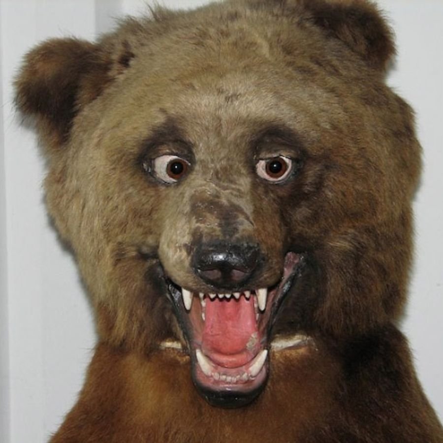 Медведь танцует