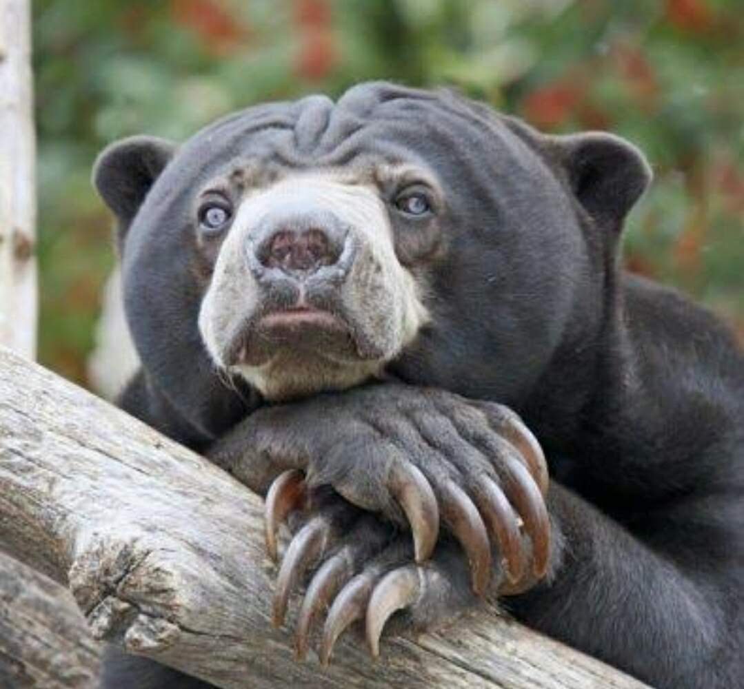 Малайский медведь