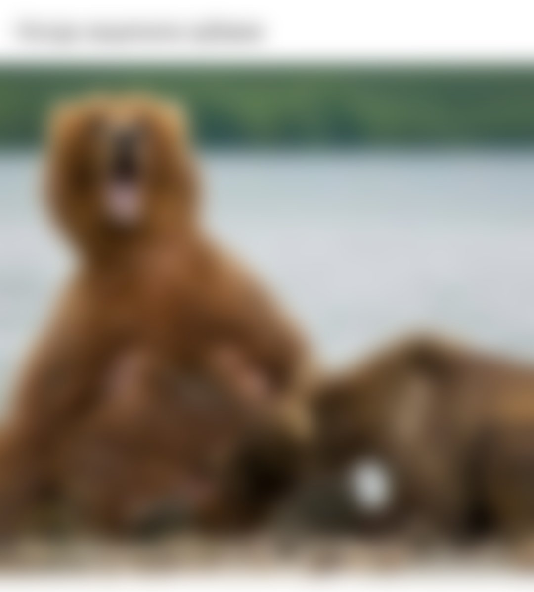 Дурацкий медведь