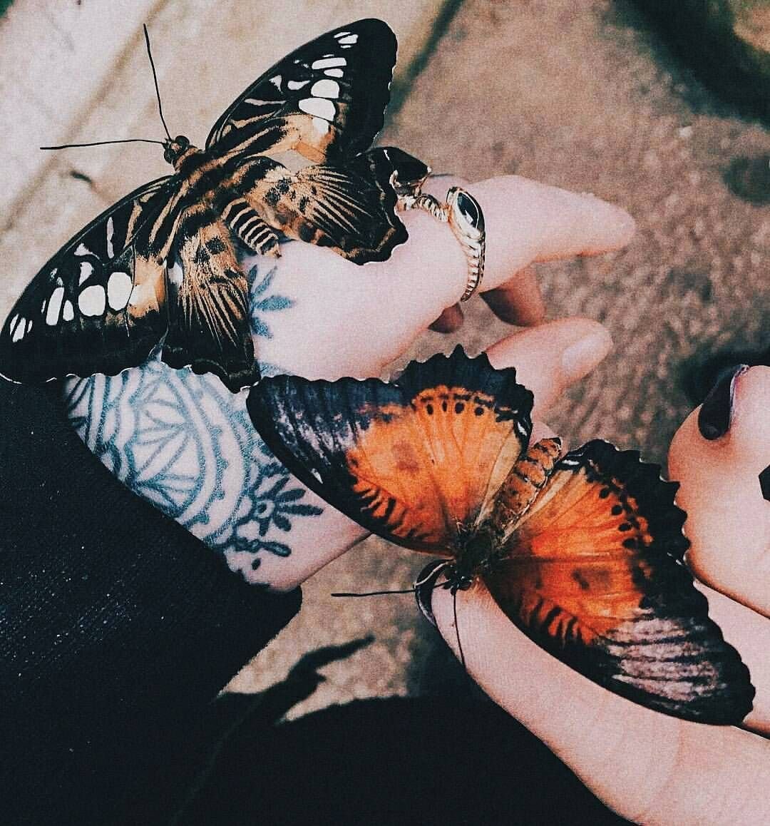 Мотыльки Эстетика